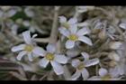 石栗-花02.jpg