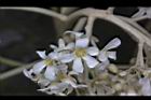 石栗-花03.jpg