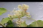 石栗-花序02.jpg