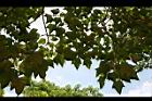 石栗-葉05.jpg