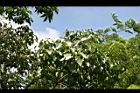 石栗-葉10.jpg