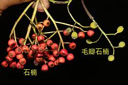 石楠-實35.JPG