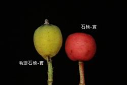 石楠-實41.JPG