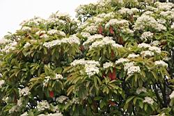 石楠-花01.JPG