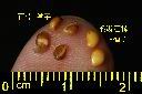 石楠-種子11.JPG