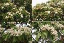 石楠-花1.jpg