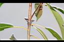 石楠-苞片02.JPG