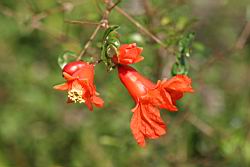 石榴-花3.jpg