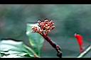 石楠-花苞.jpg