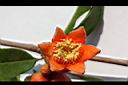 石榴-花蕊01.JPG
