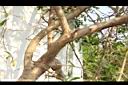 石榴-莖01.JPG