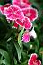 石竹-花03.jpg