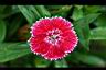 石竹-花06.jpg