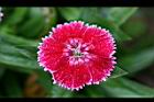石竹-花04.jpg