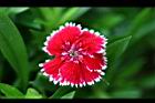 石竹-花05.jpg