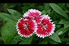 石竹-花07.jpg