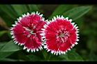 石竹-花08.jpg
