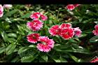 石竹-花11.jpg