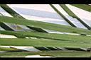 石菖蒲-葉面00.JPG