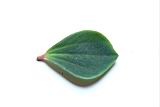 石蟬草-葉正03.JPG