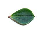 石蟬草-葉正06.JPG