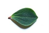 石蟬草-葉正07.JPG
