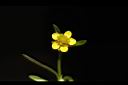 石龍芮-花20.JPG