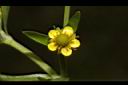 石龍芮-花28.JPG