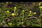 石龍芮-花04.JPG
