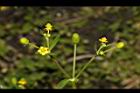 石龍芮-花05.JPG