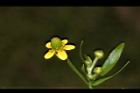 石龍芮-花14.JPG