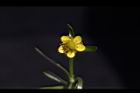 石龍芮-花17.JPG