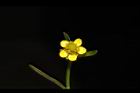 石龍芮-花18.JPG