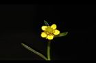 石龍芮-花19.JPG