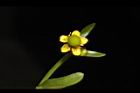 石龍芮-花21.JPG