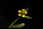 石龍芮-花22.JPG