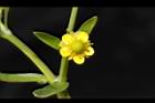石龍芮-花24.JPG