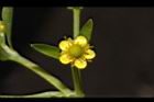 石龍芮-花25.JPG