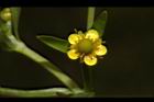 石龍芮-花27.JPG