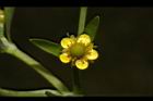 石龍芮-花29.JPG
