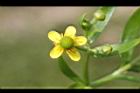 石龍芮-花30.JPG