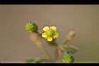 石龍芮-花33.jpg