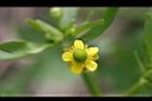 石龍芮-花35.jpg