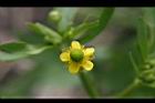 石龍芮-花36.jpg