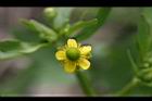 石龍芮-花37.jpg