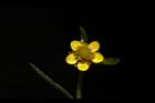 石龍芮-花39.JPG