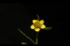 石龍芮-花41.JPG