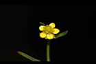石龍芮-花42.JPG