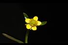 石龍芮-花43.JPG