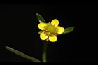 石龍芮-花45.JPG